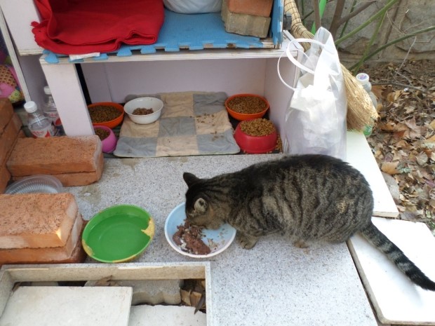 길고양이 밥 챙겨주기