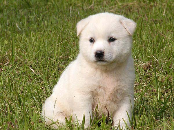 View Korean Jindo Puppy Background