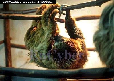 나무늘보 이미지