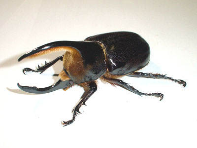 간지나는 곤충들(혐오주의).jpg | 인스티즈