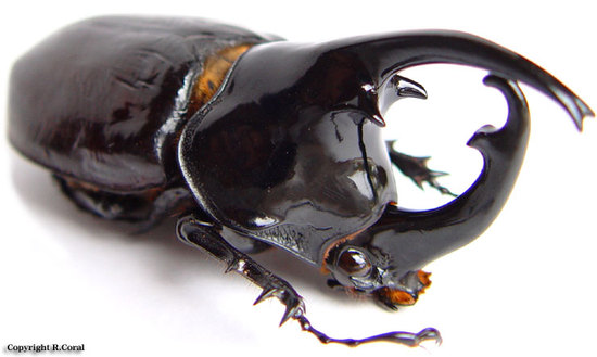 간지나는 곤충들(혐오주의).jpg | 인스티즈