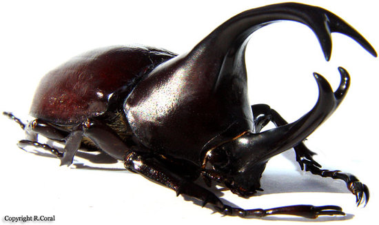 간지나는 곤충들(혐오주의).jpg | 인스티즈