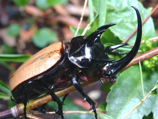 간지나는 곤충들(혐오주의).jpg | 인스티즈