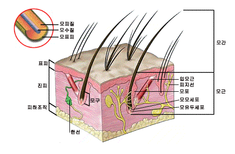 염색 브릿지 모발 클리닉