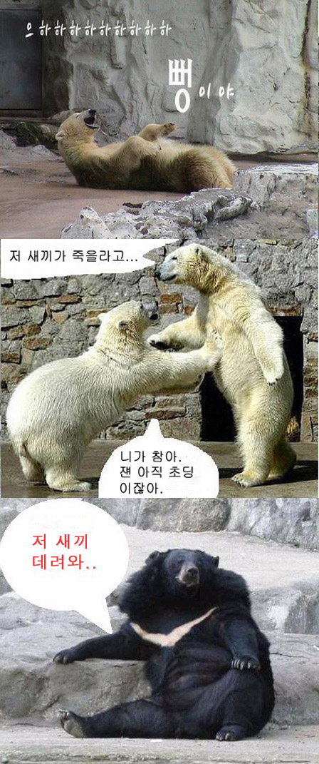 곰 이미지