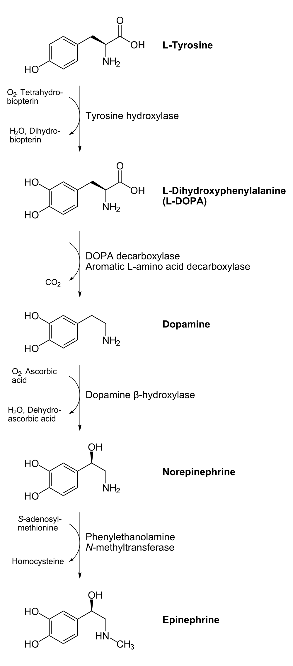 catecholamine