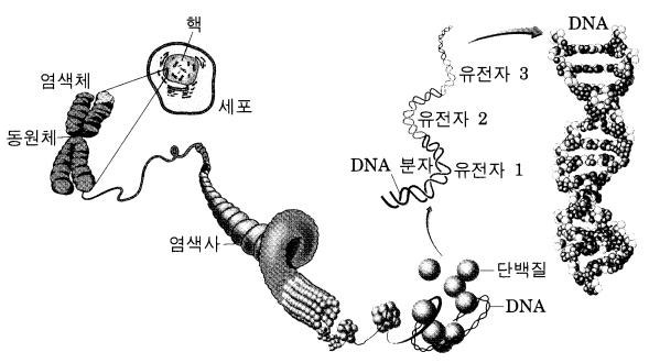 염색체 dna 유전자